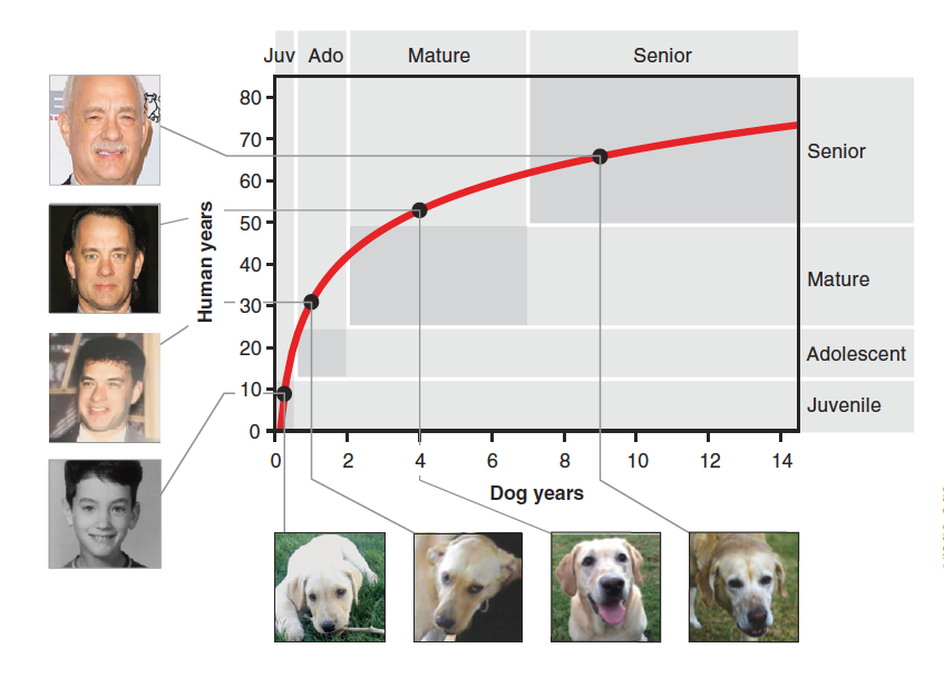 Dog to human years 2024 chart